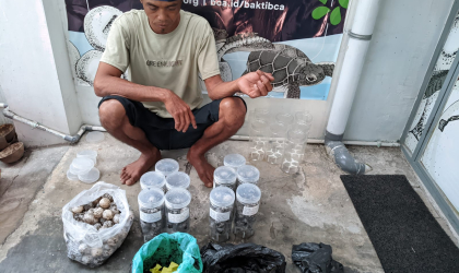 Menemukan Penyu Bertelur di Pantai Bulusan