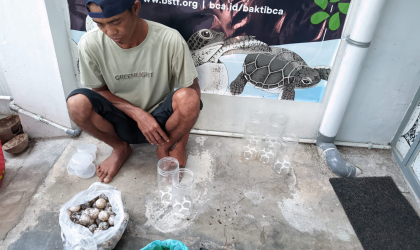 Menemukan Penyu Bertelur di Pantai Bulusan