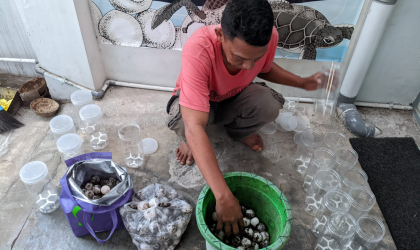 Menemukan Penyu Bertelur di Pantai Boom