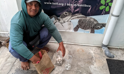 Menemukan Penyu Bertelur di Pantai Boom