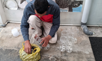 Menemukan Penyu Bertelur di Pantai Boom