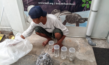 Menemukan Penyu Bertelur di Pantai Kramat