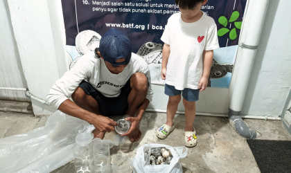Menemukan Penyu Bertelur di Pantai Kramat