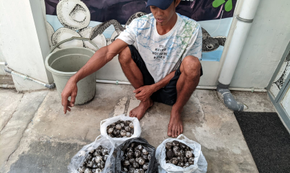 Menemukan Penyu Bertelur di Pantai Kramat