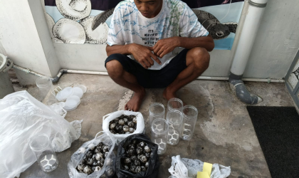 Menemukan Penyu Bertelur di Pantai Kramat