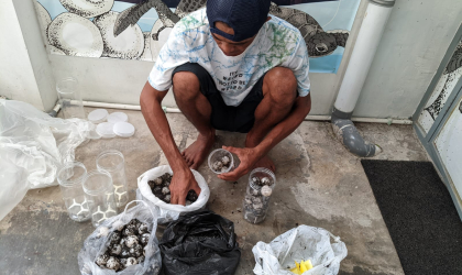 Menemukan Penyu Bertelur di Pantai Kramat
