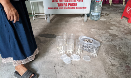 Menemukan Penyu Bertelur di Pantai Donosuko