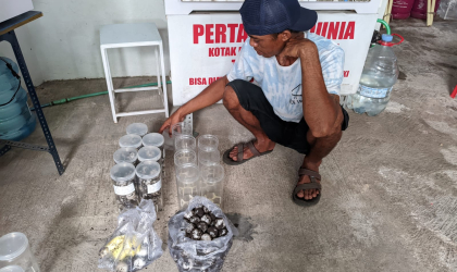 Menemukan Penyu Bertelur di Pantai Bulusan