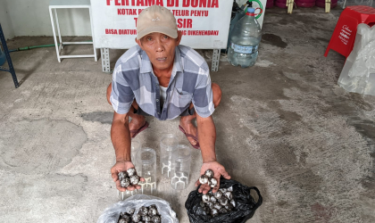 Menemukan Penyu Bertelur di Pantai Mirah
