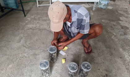 Menemukan Penyu Bertelur di Pantai Mirah