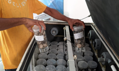 Menemukan Penyu Bertelur di Pantai Bulusan