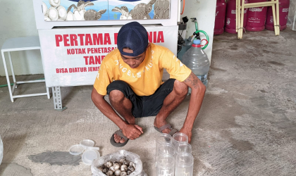 Menemukan Penyu Bertelur di Pantai Bulusan