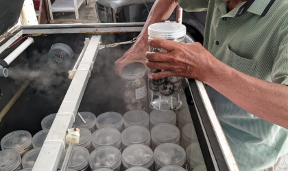Menemukan Penyu Bertelur di Pantai Mirah