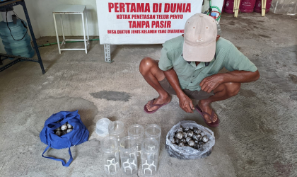 Menemukan Penyu Bertelur di Pantai Mirah
