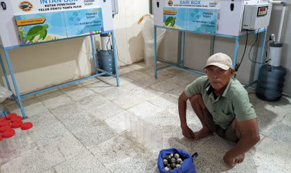 Menemukan Penyu Bertelur di Pantai Mirah