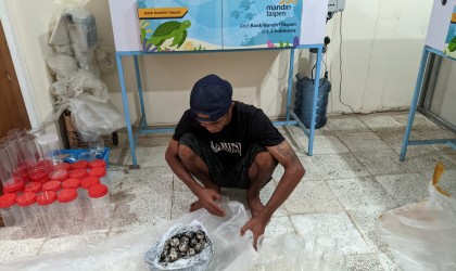 Menemukan Penyu Bertelur di Pantai Sobo