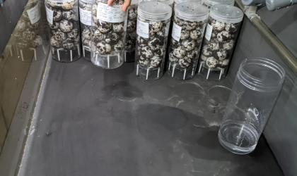 Menemukan Penyu Bertelur di Pantai Sobo
