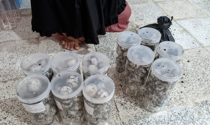 Menemukan Penyu Bertelur di Pantai Sobo