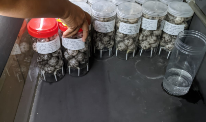 Menemukan Penyu Bertelur di Pantai Donosuko