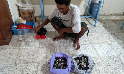Menemukan Penyu Bertelur di Pantai Bulusan