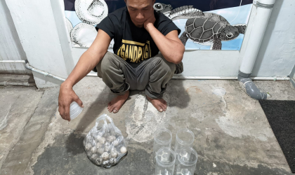 Menemukan Penyu Bertelur di Pantai Boom