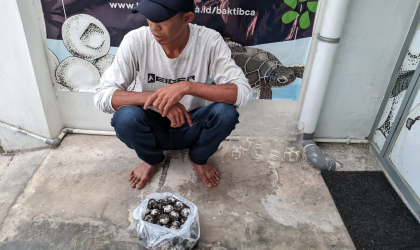 Menemukan Penyu Bertelur di Pantai Pulau Santen