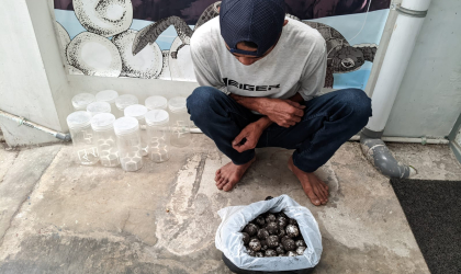 Menemukan Penyu Bertelur di Pantai Pulau Santen 