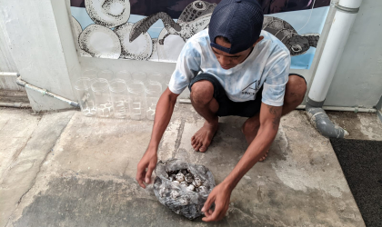 Menemukan Penyu Bertelur di Pantai Pulau Santen 