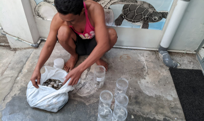 Menemukan Penyu Bertelur di Pantai Cacalan