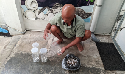 Menemukan Penyu Bertelur di Pantai mirah