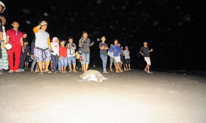 Penyelamatan Penyu 4