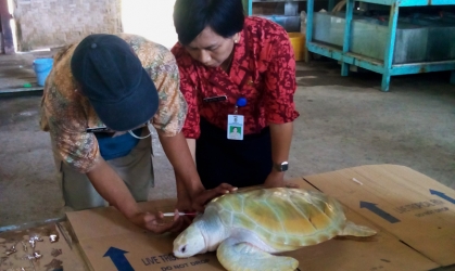 Pemeriksaan Tukik Albino