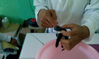 Pemeriksaan Tukik Hijau