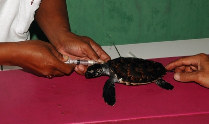 Pemeriksaan Tukik Sisik