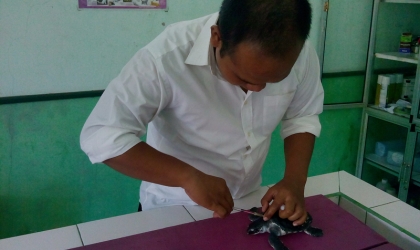 Pemeriksaan Tukik Lekang