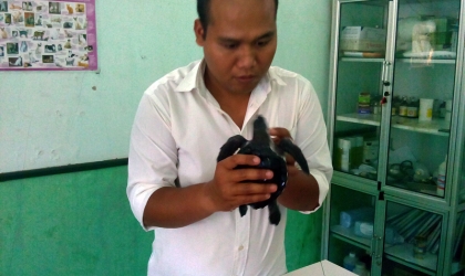 Pemeriksaan Tukik Lekang