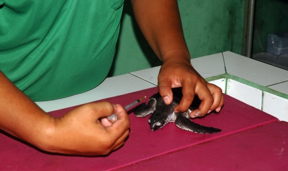 Pemeriksaan Tukik Lekang