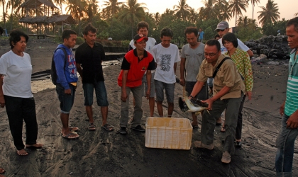 Penyelamatan Penyu Sisik di Pantai Solong