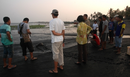 Penyelamatan Penyu Sisik di Pantai Solong