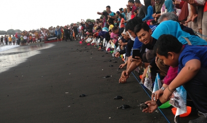 Pelepasliaran Tukik Bersama HAPPI