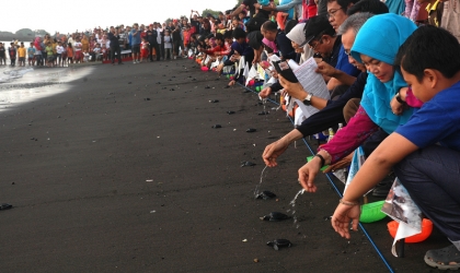 Pelepasliaran Tukik Bersama HAPPI