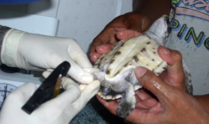 Pemeriksaan Kesehatan Tukik