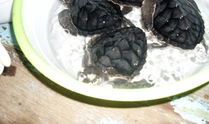 Pemeriksaan Kesehatan Tukik