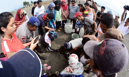 Penyu Bertelur di Pantai Boom 4