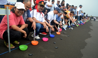 Pelepasliaran Tukik Perdana di Tahun 2016 8