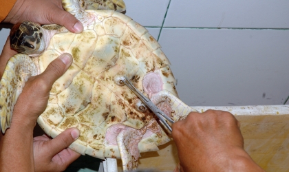 Pemeriksaan Kesehatan Penyu di Dinas Peternakan Banyuwangi