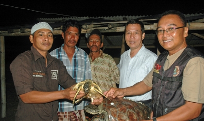 Penyelamatan Penyu di Pantai Wongsorejo