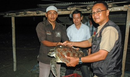 Penyelamatan Penyu di Pantai Wongsorejo
