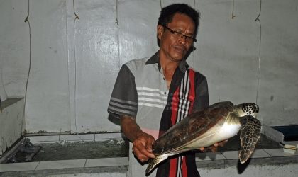 Penyelamatan Penyu di Pantai Wongsorejo