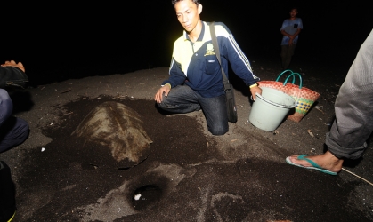 Penyu Bertelur di Pantai Boom